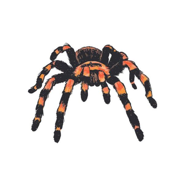 Kinder T-Shirt Spider