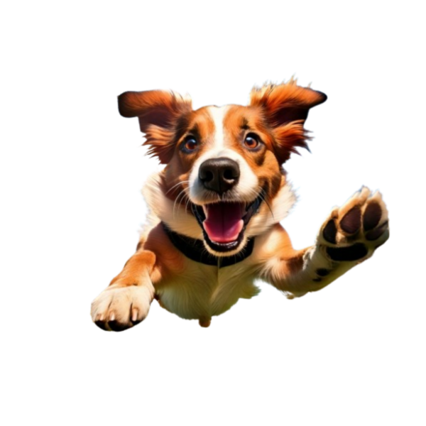 Kinder T-Shirt flying Dog