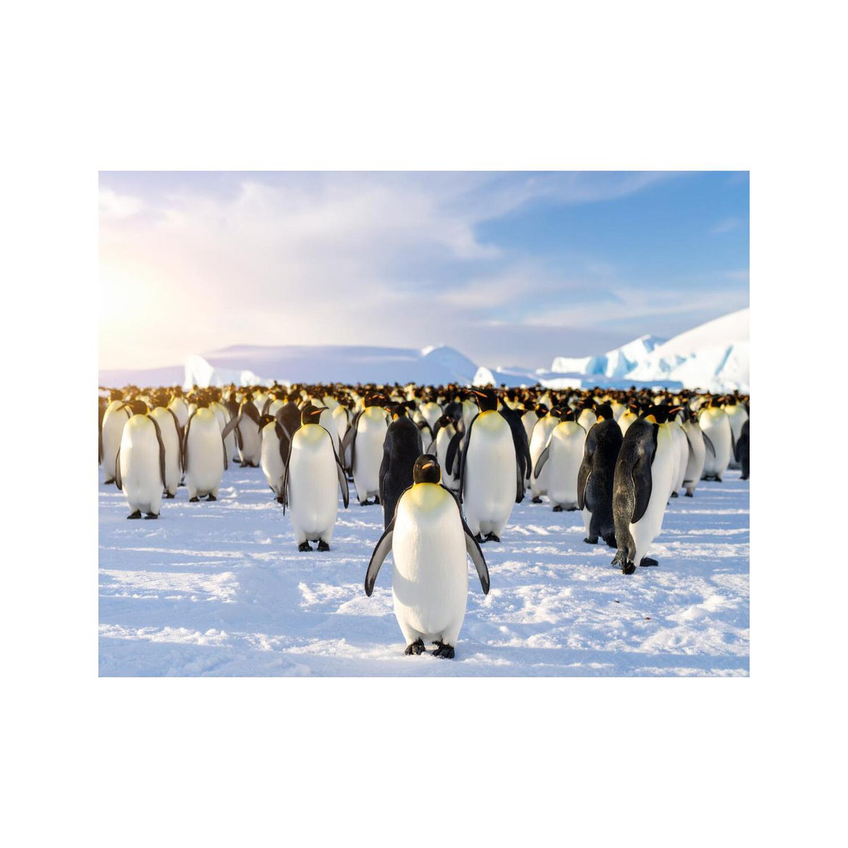 Dekokissen-Set Pinguine am Nordpol