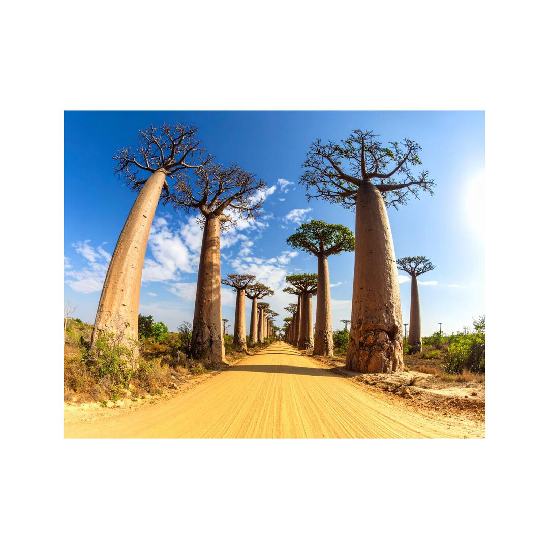 Dekokissen-Set Baobab Allee