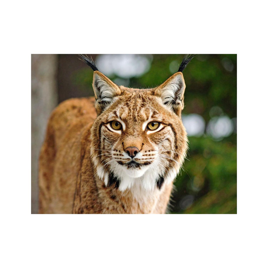 Dekokissen-Set Luchs 2