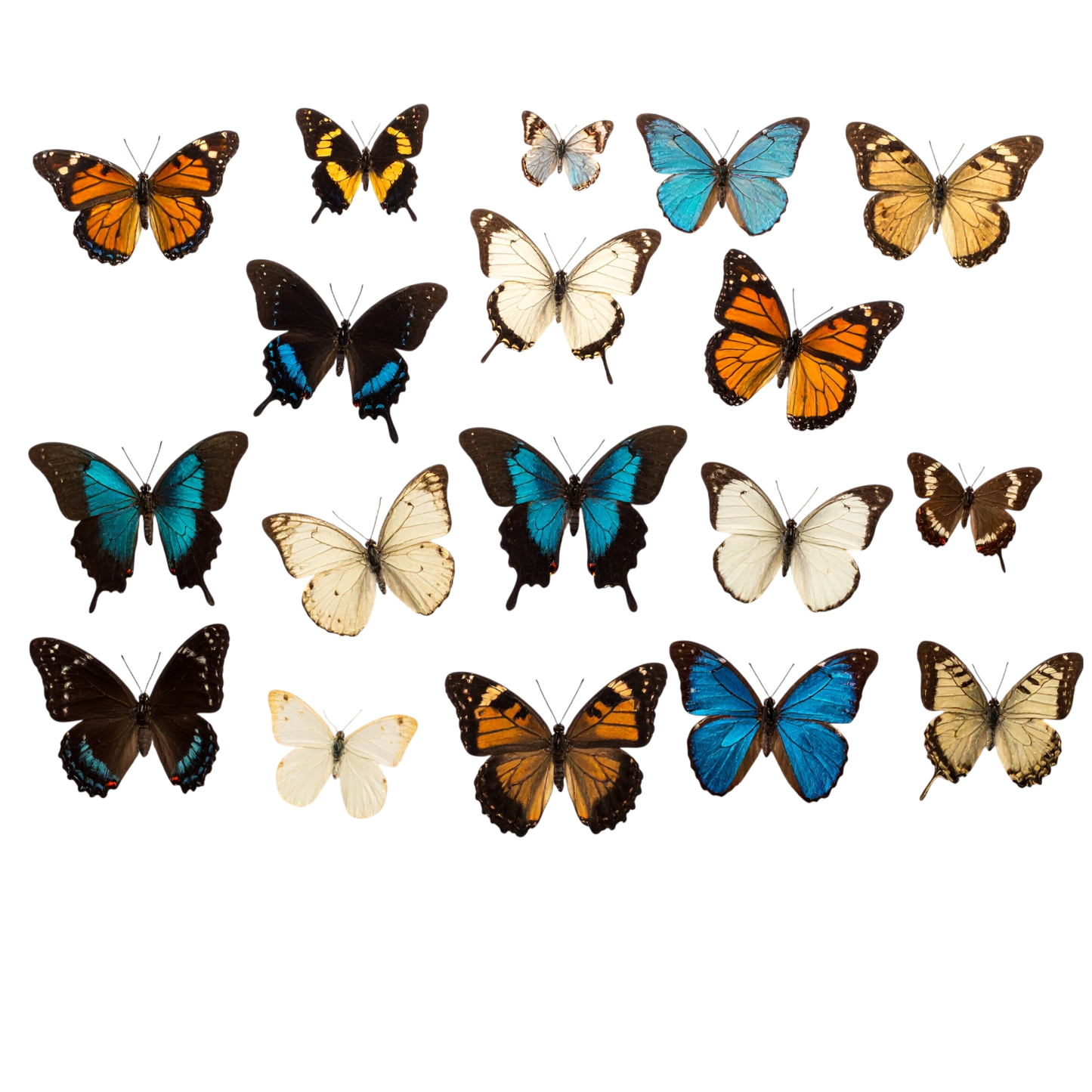 Turnbeutel wunder Schmetterling-Schwarm 7