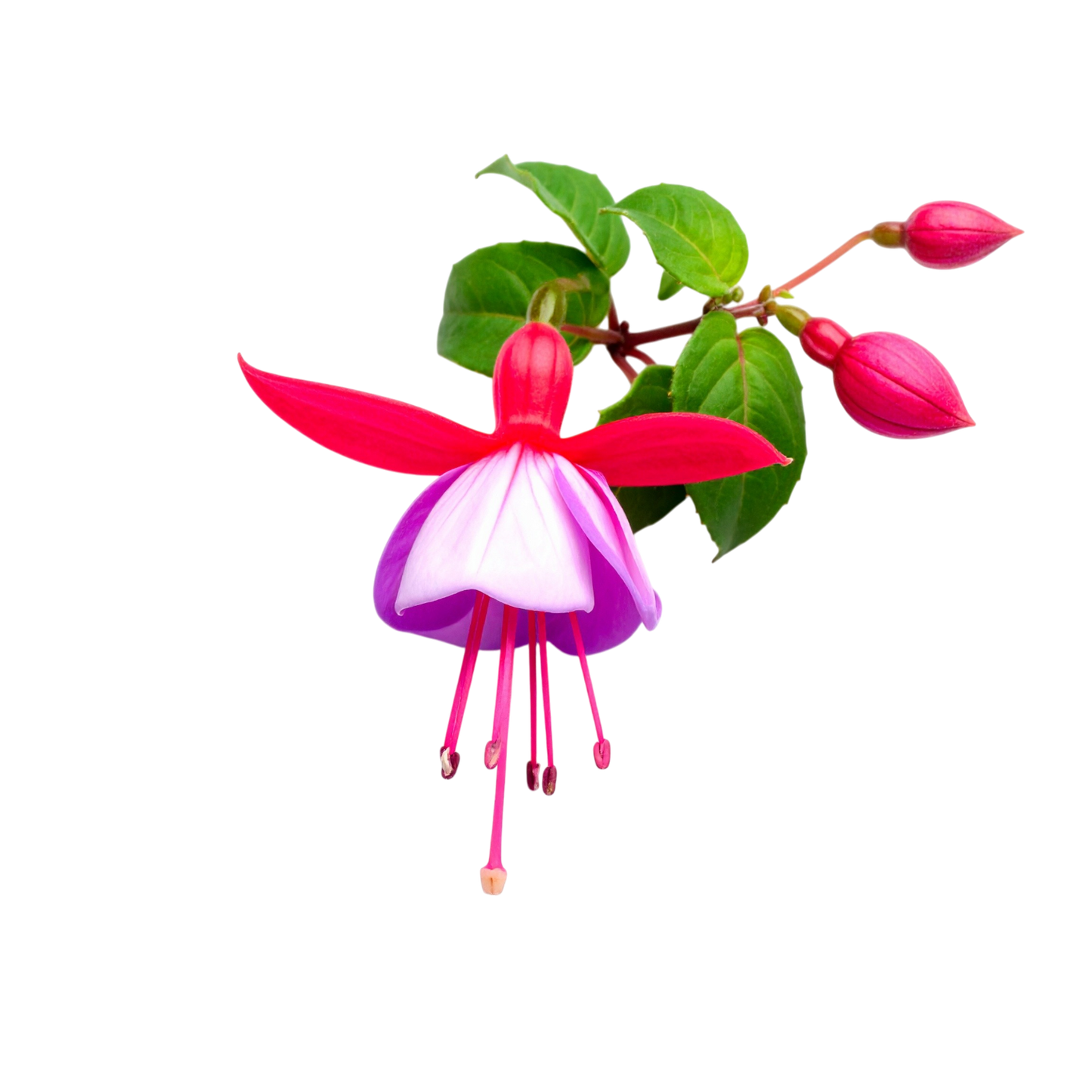 Schulrucksack-Set realistische Glocken-Blume