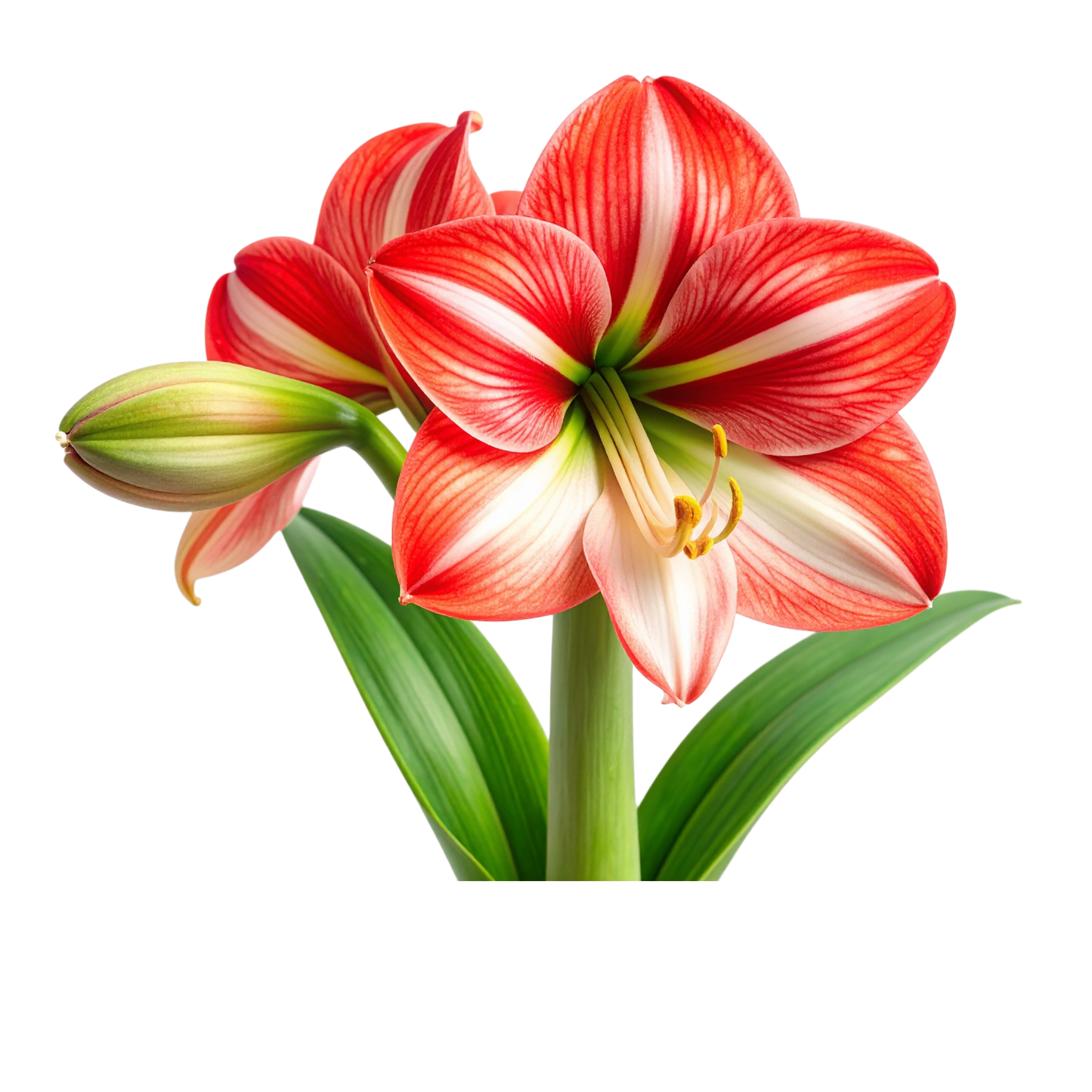 Schulrucksack-Set realistische Amaryllen