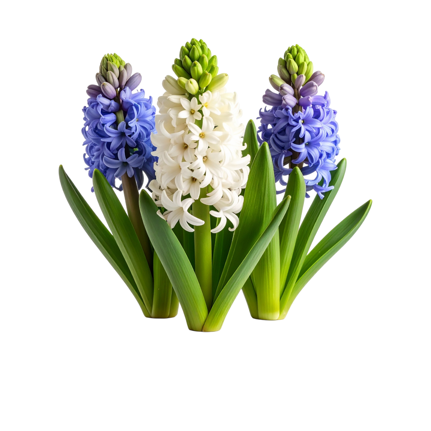 Schulrucksack-Set wunderschöne Hyzynthien