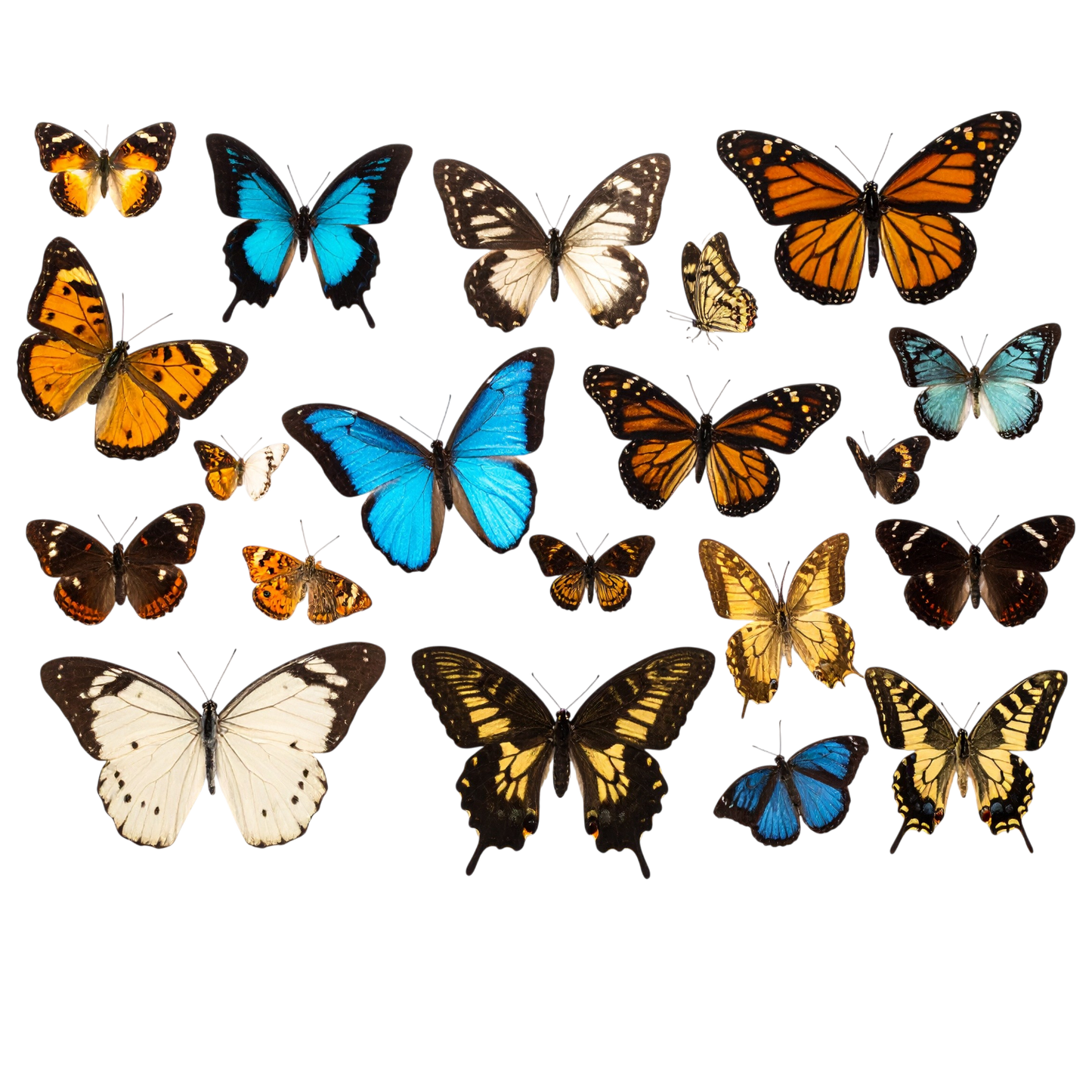 Schulrucksack-Set realistischer Schmetterling Schwarm 3