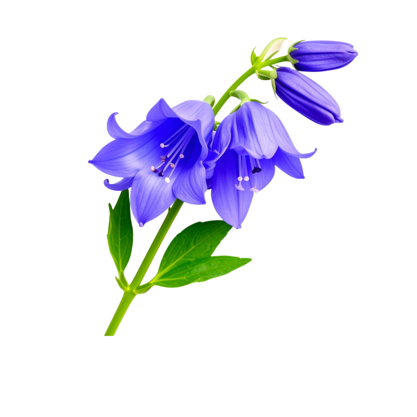 Turnbeutel wunderschöne realistische Blauglöckchen
