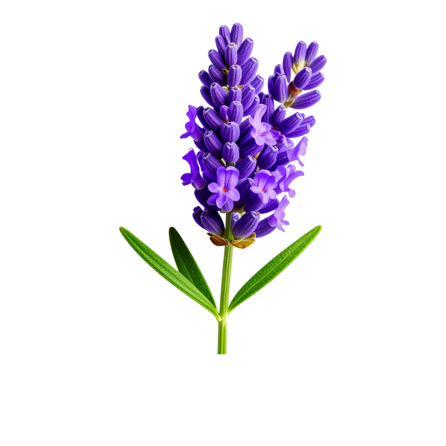 Turnbeutel wunderschöne realistische Lavendel Blume