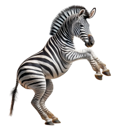 Kinder T-Shirt Süsses Zebra Springt