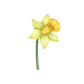 Kinder T-Shirt Realistische Narzissen Blume
