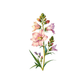 Kinder T-Shirt Realistische Rittersporn Blume
