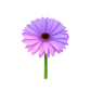 Kinder T-Shirt Realistische Gerbera Blume