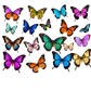 Turnbeutel wunder Schmetterling-Schwarm 4