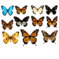 Turnbeutel wunder Schmetterling-Schwarm 5