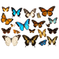 Turnbeutel wunder Schmetterling-Schwarm 6