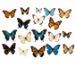 Turnbeutel wunder Schmetterling-Schwarm 7