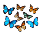 Turnbeutel wunder Schmetterling-Schwarm 8