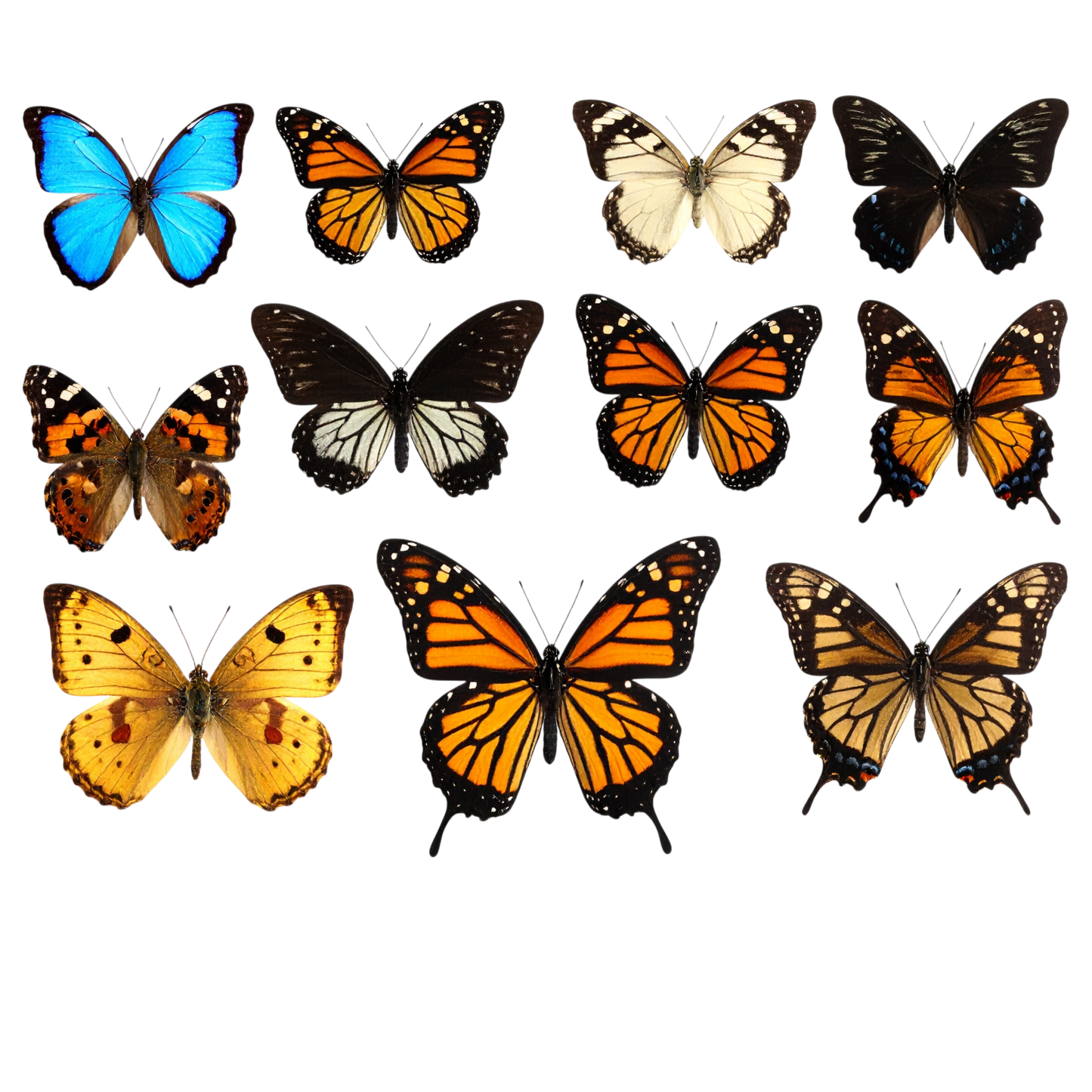 Schulrucksack-Set realistischer Schmetterling Schwarm 4