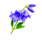 Turnbeutel wunderschöne realistische Blauglöckchen