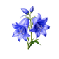 Turnbeutel wunderschöne realistische Blauglöckchen 2