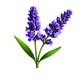 Turnbeutel wunderschöne realistische Lavendel Blume