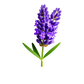 Turnbeutel wunderschöne realistische Lavendel Blume