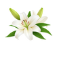 Turnbeutel wunderschöne realistische Lilienblume 2