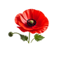 Turnbeutel wunderschöne realistische Mohn Blume