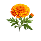 Turnbeutel wunderschöne realistische Ringelblume