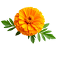 Turnbeutel wunderschöne realistische Ringelblume 2