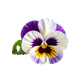 Turnbeutel wunderschöne Stiefmütterchen-Blume