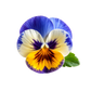 Turnbeutel wunderschöne Stiefmütterchen-Blume 2